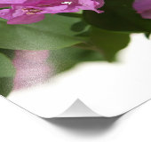 Bougainvillea Fotodruck (Ecke)