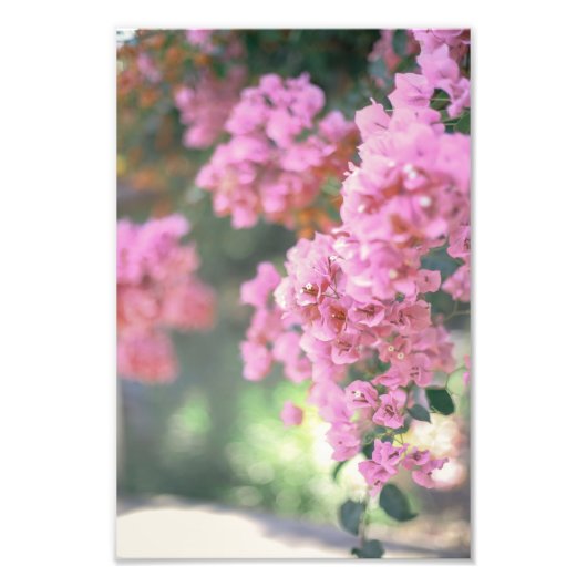 Bougainvillea Fotodruck (Vorne)