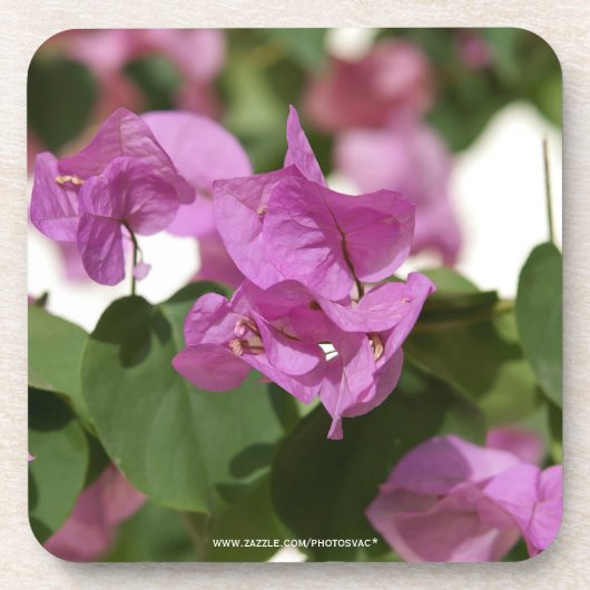 Bougainvillea Getränkeuntersetzer (Vorderseite)