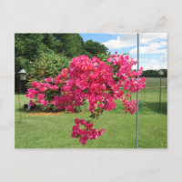 Bougainvillea in einem Korb