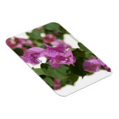 Bougainvillea Magnet (Rechte Seite)