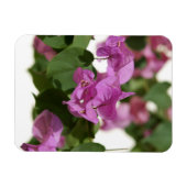 Bougainvillea Magnet (Horizontal)