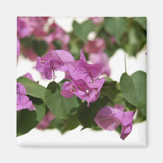 Bougainvillea Magnet (Vorne)