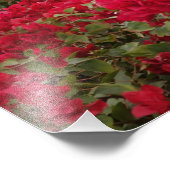 Bougainvillea & Ocean bis Ocean Bridge Fotodruck (Ecke)