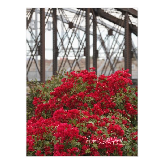 Bougainvillea & Ocean bis Ocean Bridge Fotodruck (Vorne)
