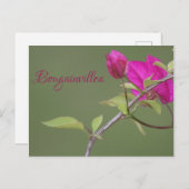 Bougainvillea Pink Elegant Australien Postkarte (Vorne/Hinten)