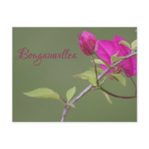 Bougainvillea Pink Elegant Australien