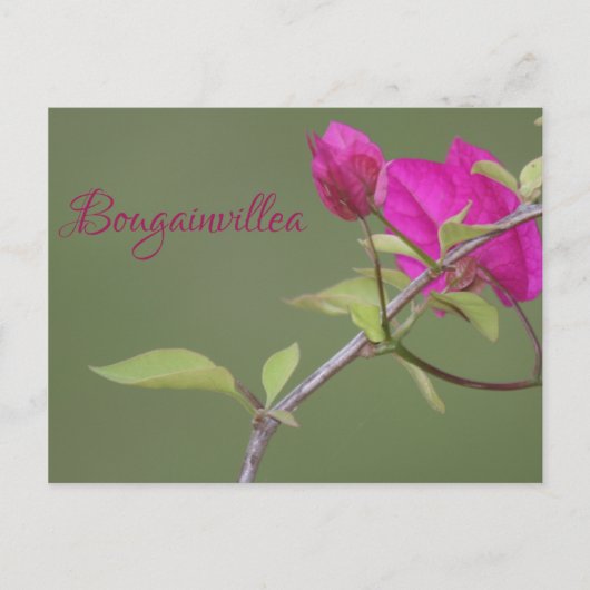 Bougainvillea Pink Elegant Australien Postkarte (Vorderseite)
