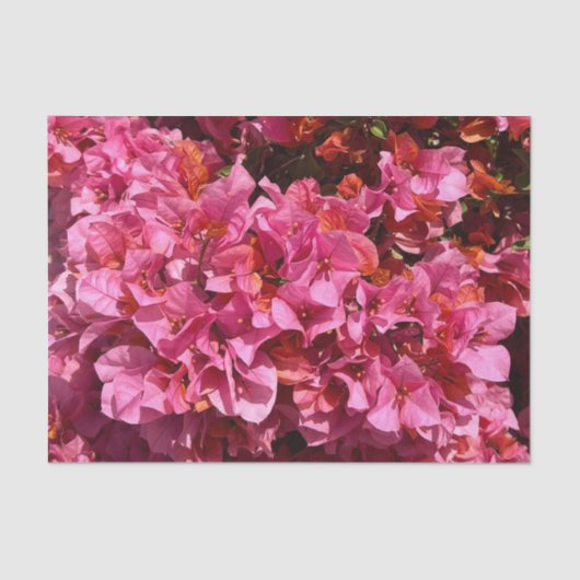 Bougainvillea Pink Tropical Vining Shrub Foto Seidenpapier (Vorderseite)