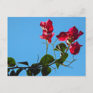 Bougainvillea Postcard Postkarte