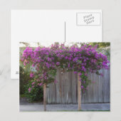 Bougainvillea Postcard Postkarte (Vorne/Hinten)
