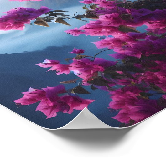 Bougainvillea Poster (Ecke)