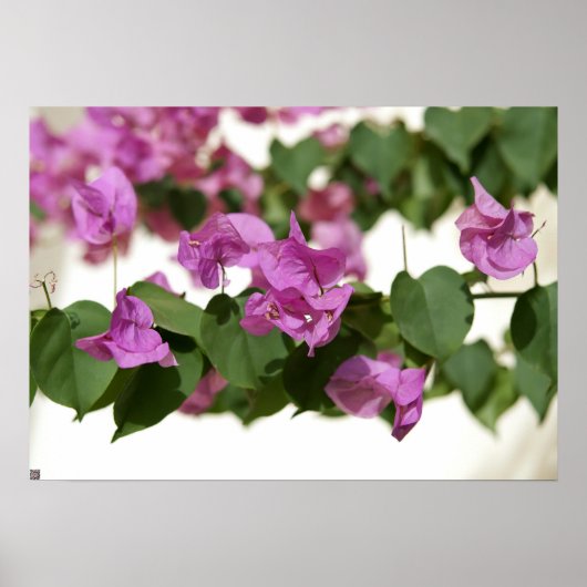 Bougainvillea Poster (Vorne)