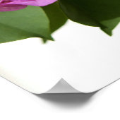 Bougainvillea Poster (Ecke)