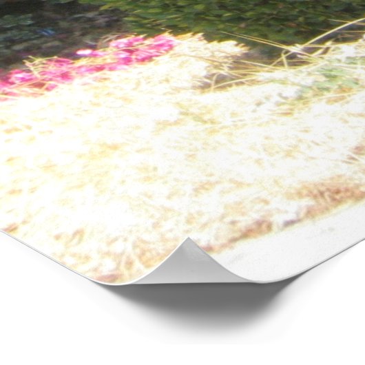 Bougainvillea Poster (Ecke)