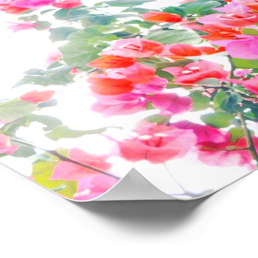 Bougainvillea Poster (Ecke)
