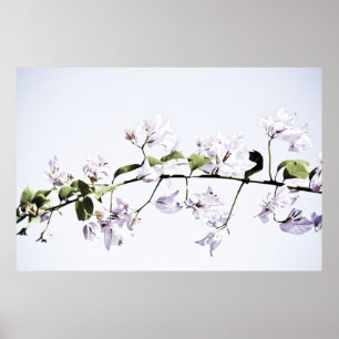 Bougainvillea Poster