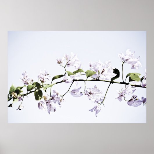 Bougainvillea Poster (Vorne)