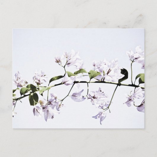 Bougainvillea Postkarte (Vorderseite)