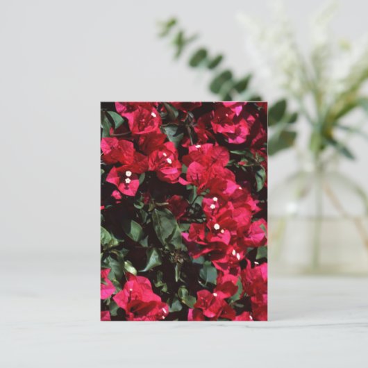 Bougainvillea Postkarte (Stehend Vorderseite)