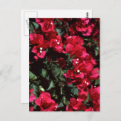 Bougainvillea Postkarte (Vorne/Hinten)