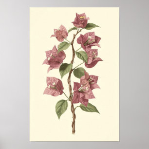 Bougainvillea-Rebe Botanischer Poster