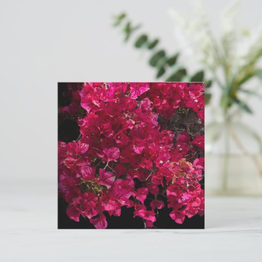 Bougainvillea Red Tropical Vining Shrub Foto Karte (Stehend Vorderseite)