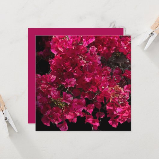 Bougainvillea Red Tropical Vining Shrub Foto Karte (Vorderseite/Rückseite Beispiel)