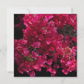 Bougainvillea Red Tropical Vining Shrub Foto Karte (Vorderseite)