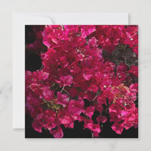 Bougainvillea Red Tropical Vining Shrub Foto Karte (Vorderseite)