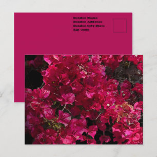 Bougainvillea Red Tropical Vining Shrub Foto Postkarte