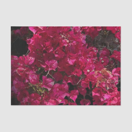 Bougainvillea Red Tropical Vining Shrub Foto Seidenpapier (Vorderseite)