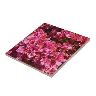Bougainvillea Rosa Tropischer Kletterstrauch Foto Fliese