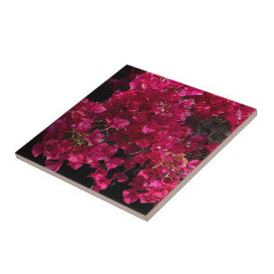 Bougainvillea Roter Tropischer Kletterstrauch Foto Fliese