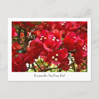 Bougainvillea 'San Diego Red' Kollektive Postkarte