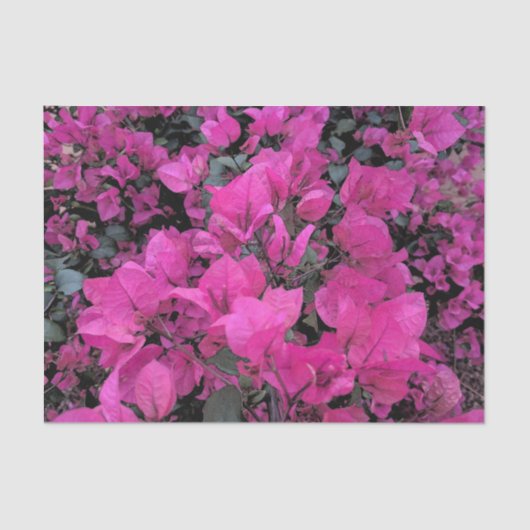 Bougainvillea Tissue Paper Seidenpapier (Vorderseite)