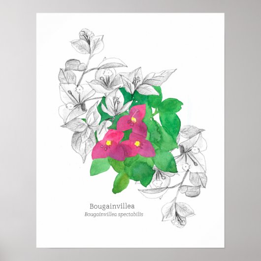 Bougainvillea Tropische Blume Sprache der Blume Poster (Vorne)