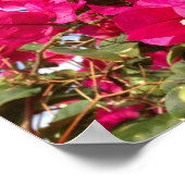 Bougainvillea und Beautiful Blue Sky Poster (Ecke)