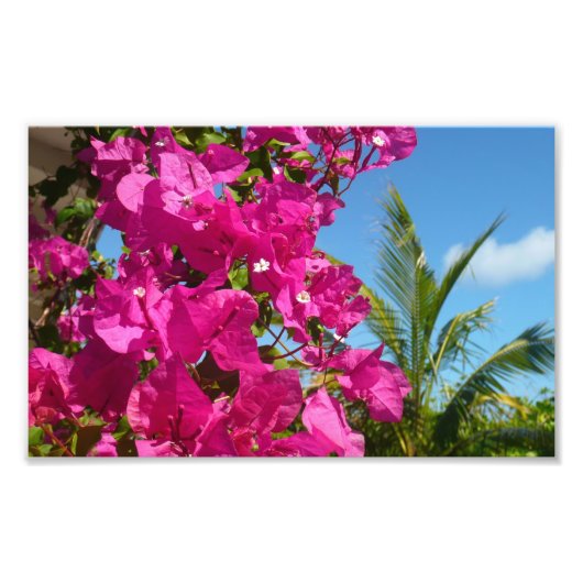 Bougainvillea und Palmen Tropische Natur Fotodruck (Vorne)