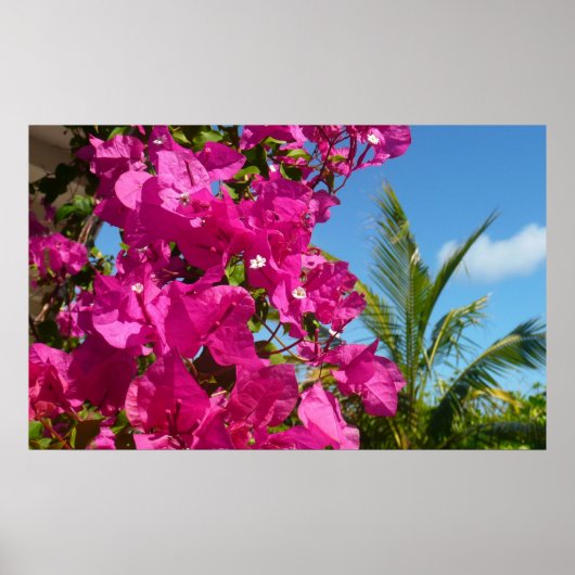 Bougainvillea und Palmen Tropische Natur Poster (Vorne)