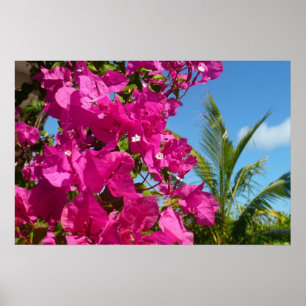 Bougainvillea und Palmen Tropische Natur Poster