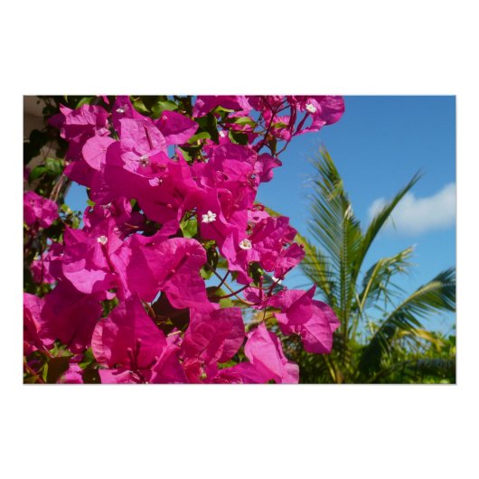 Bougainvillea und Palmen Tropische Natur Poster (Vorderseite)