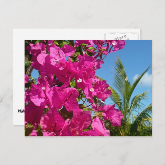 Bougainvillea und Palmen Tropische Natur Postkarte (Vorne/Hinten)