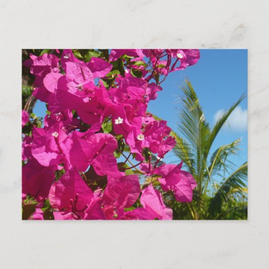Bougainvillea und Palmen Tropische Natur Postkarte (Vorderseite)