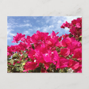 Bougainvillea und wunderschöner blauer Himmel Postkarte