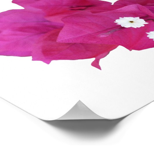 Bouganvilla Border on Blank Hintergrund Poster (Ecke)