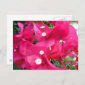 Bouganvilla Postkarte (Vorne/Hinten)