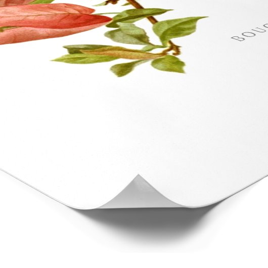 Bouganvillea Poster (Ecke)