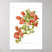 Bouganvillea Poster (Vorne)