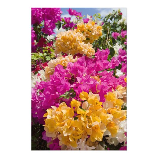 Bouganvilleau, Cayman Brac, Cayman Islands, Fotodruck (Vorne)